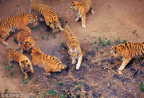 how many tigers are in china